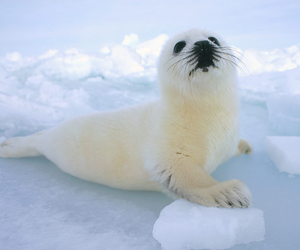 Seal Fur Trade Ban Upheld - Gansbaai Daily News